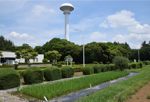 作物見本園の風景