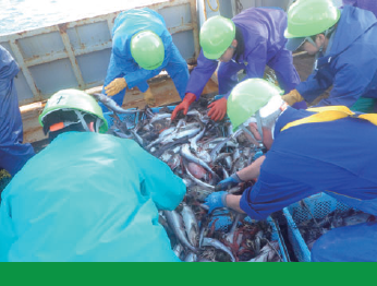 水揚げされた魚と作業する人たちの画像