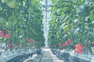 トマトベッドの様子