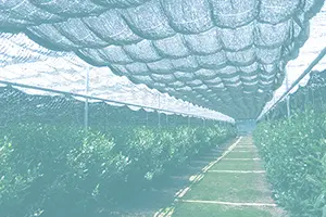 作物を栽培している畑の画像