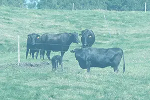 放牧された黒い牛たちの画像