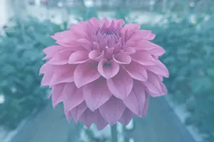 ピンクの花、エターニティロマンスの画像