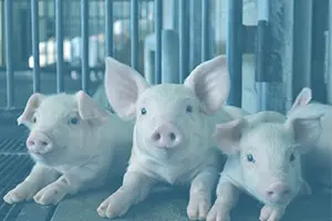 三元豚の子豚が3匹いる画像