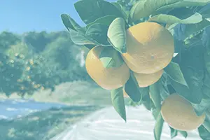 柑橘の果物が木に実っている画像